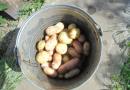 Сроки созревания картофеля и уборки урожая