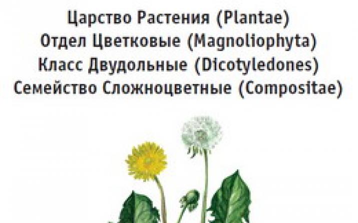 Rośliny z rodziny Compositae Kosz kwiatostanowy Compositae