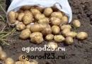 Growing potatoes in the Krasnodar Territory - soil, varieties, pest control Growing potatoes in the Krasnodar Territory - an interesting technology: video