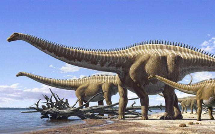 Diplodocus - a giant herbivorous dinosaur