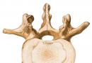 Structure of a human vertebra