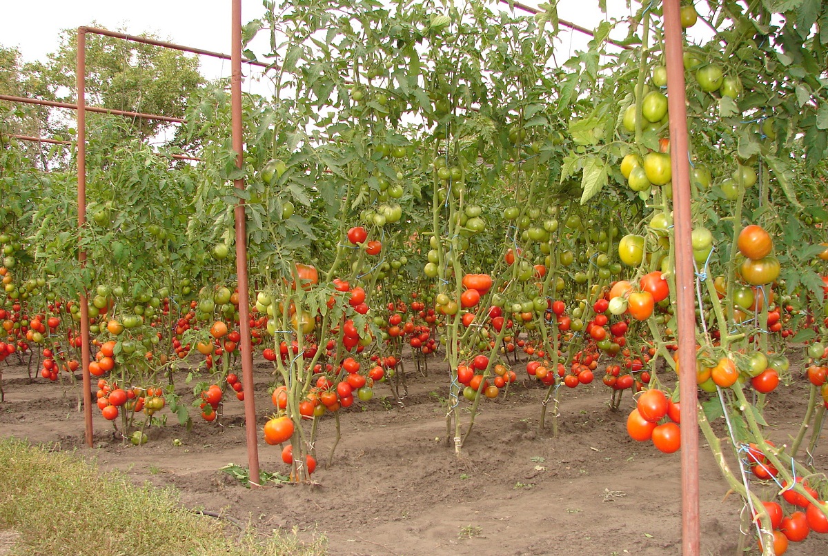 Способы подвязки помидоров в открытом грунте фото и описание
