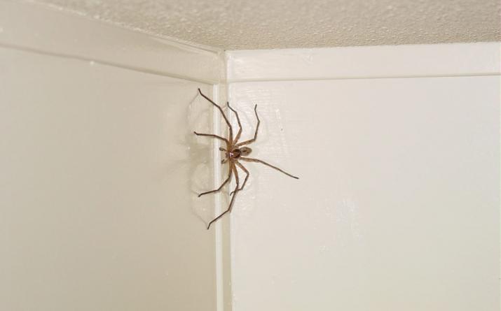 Kaikki kansanmerkit hämähäkkeistä: tapa heidät, näe ne talossa