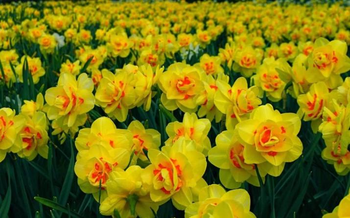 የቅርብ ጊዜ አዲስ daffodils